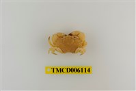 藏品(拉馬克近扇蟹)的圖片